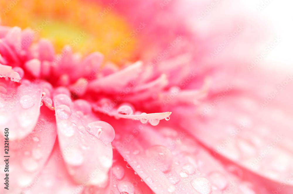 pink gerbera