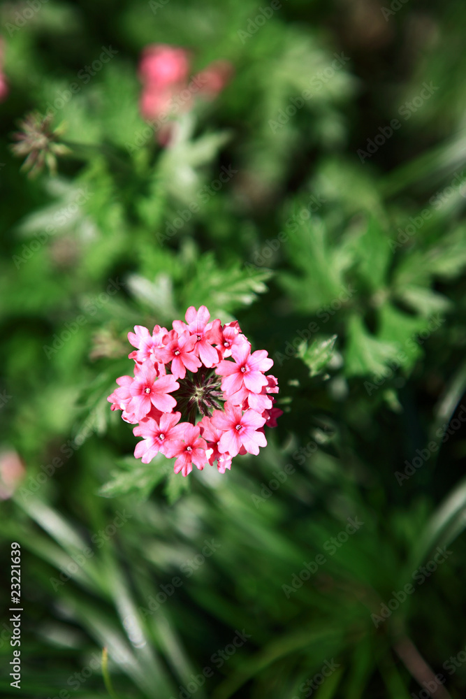 田野里开出许多美丽的粉红色花朵