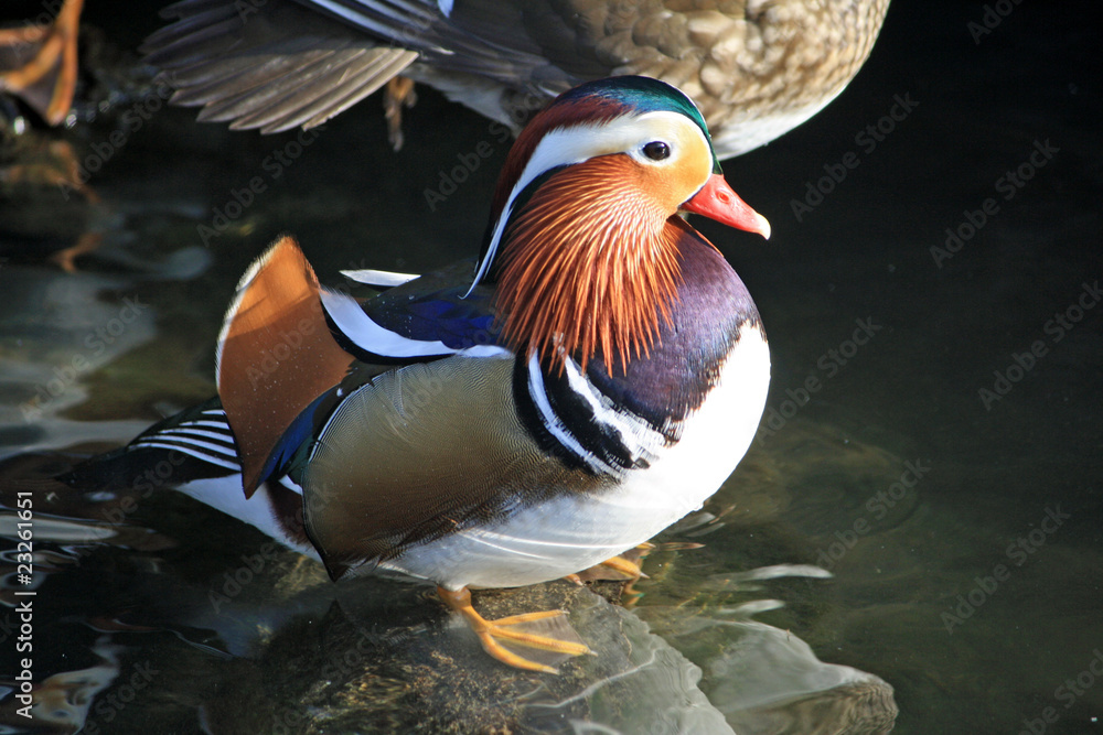 male Mandarin duck