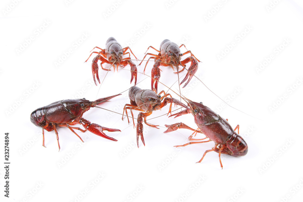 crawfish are fighting