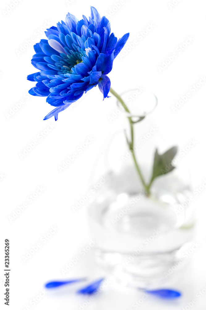 blue flower