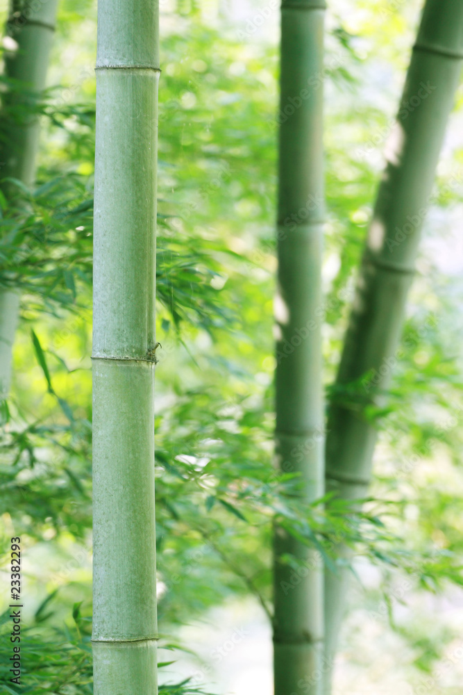 bamboo