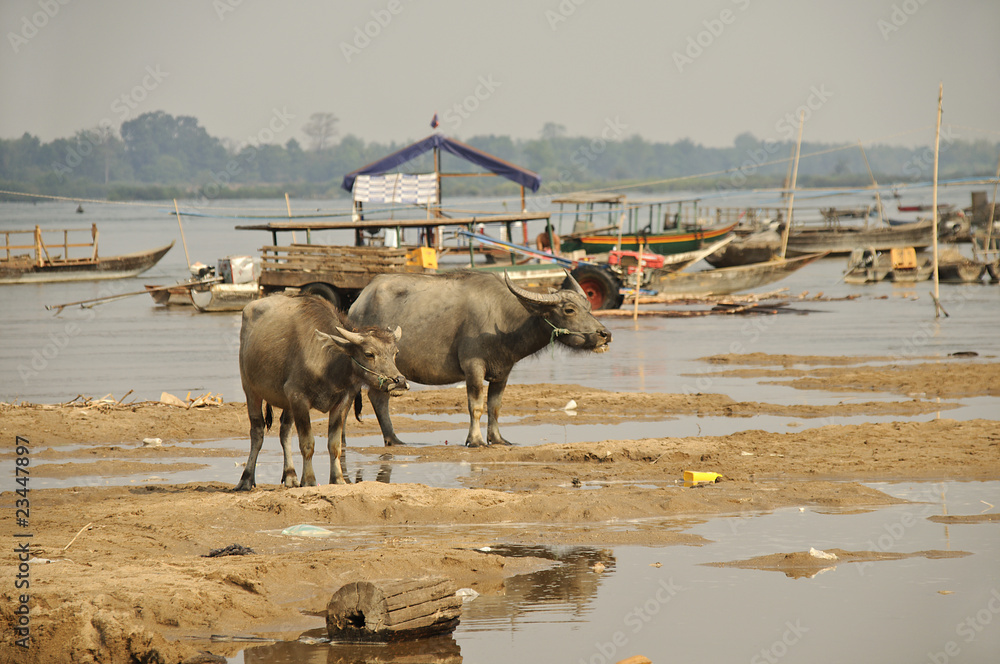 Wasserbüffel am Mekong,Laos