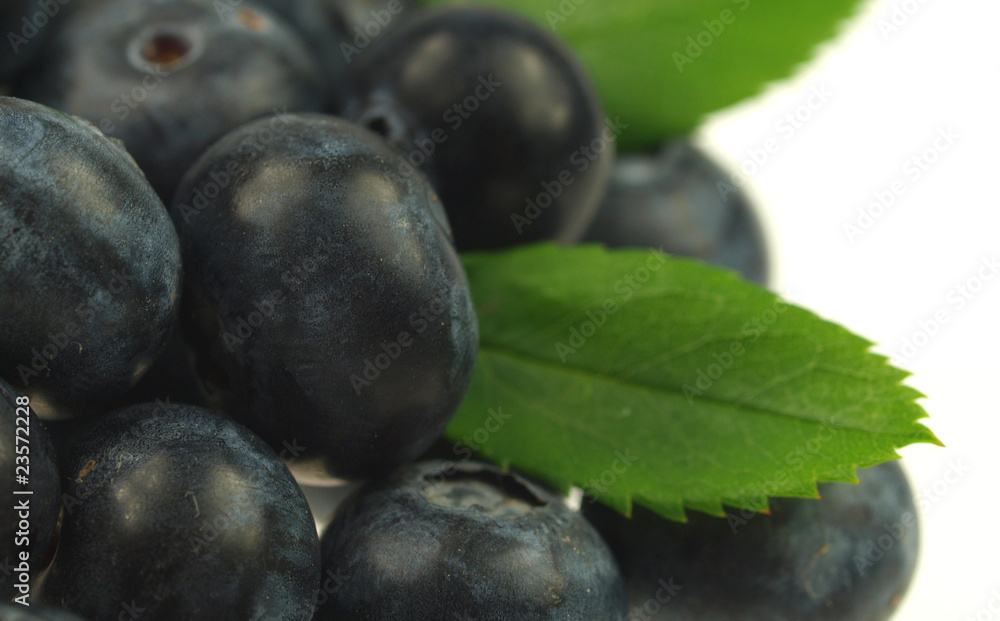 Blueberries on white background