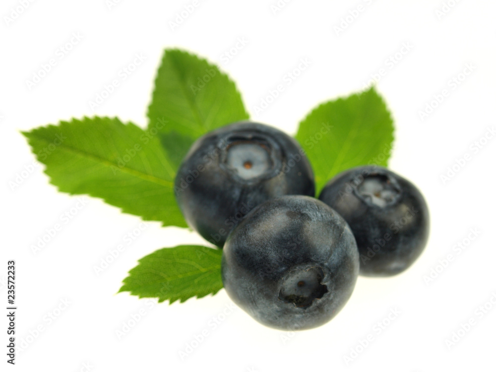 Blueberries on white background