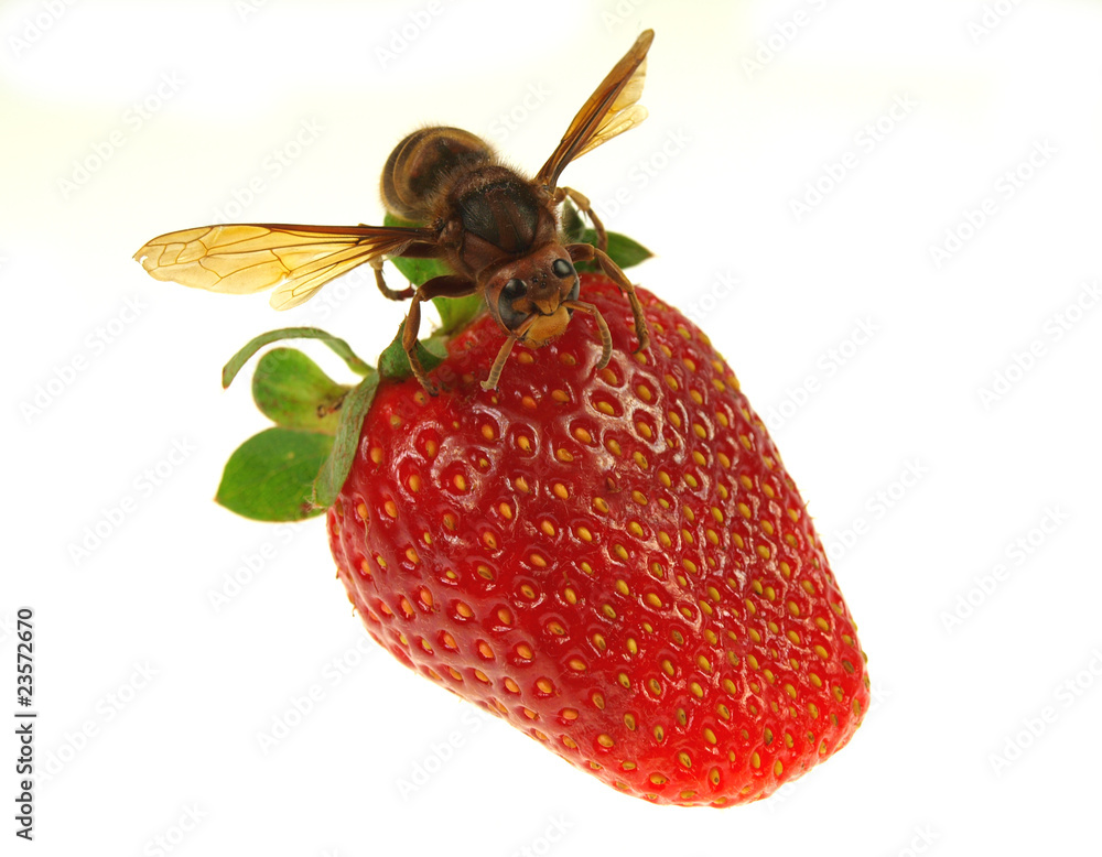 Hornet on strawberry