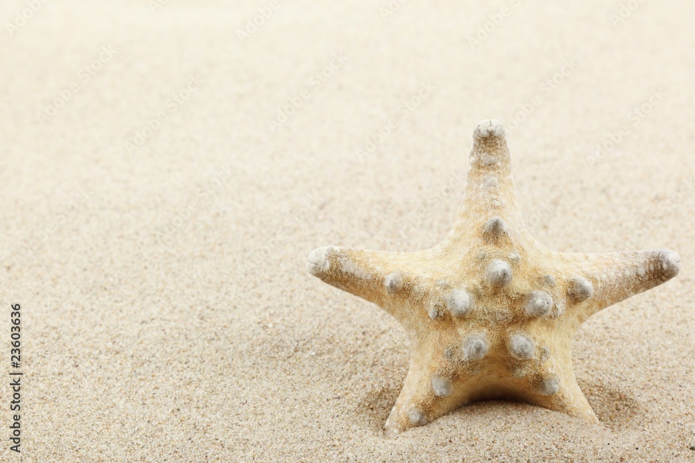 Starfish on sand beach