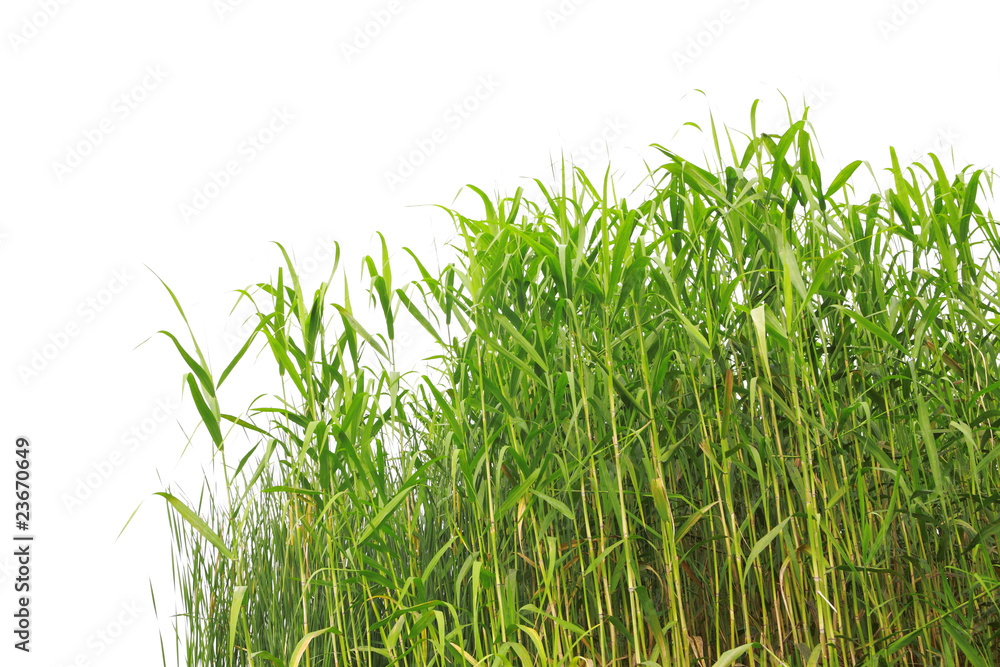 Close-up view of reed along the waters edge .