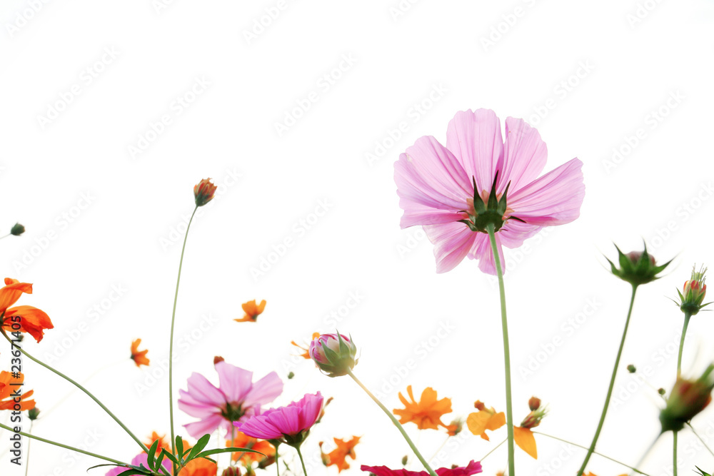 colorful daisies in grass field with white background