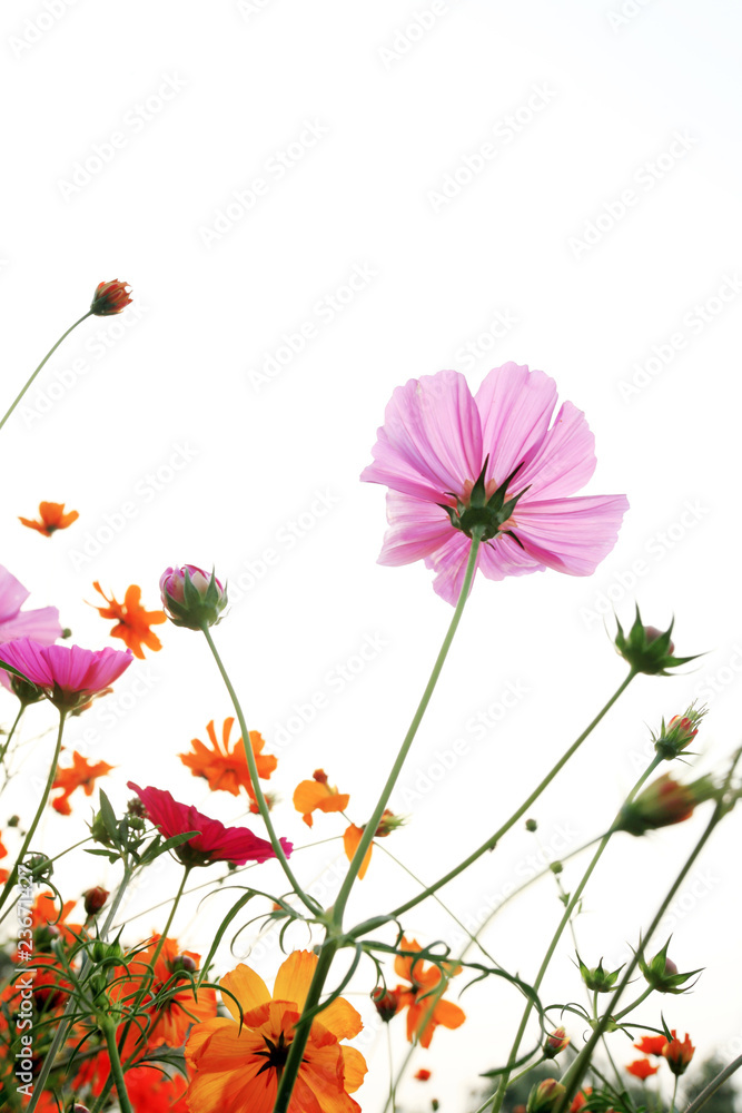 colorful daisies in grass field with white background