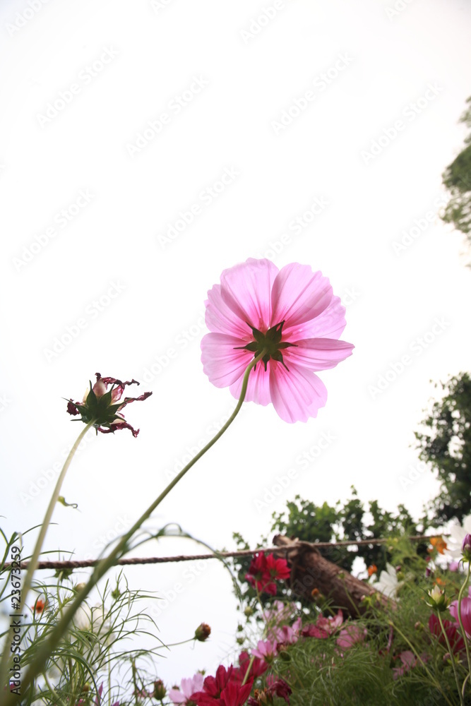 白色背景的草地上的粉色雏菊