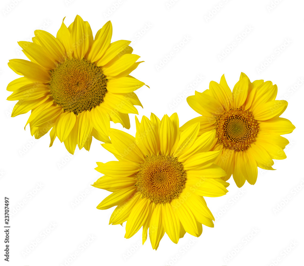 Yellow sunflower on white