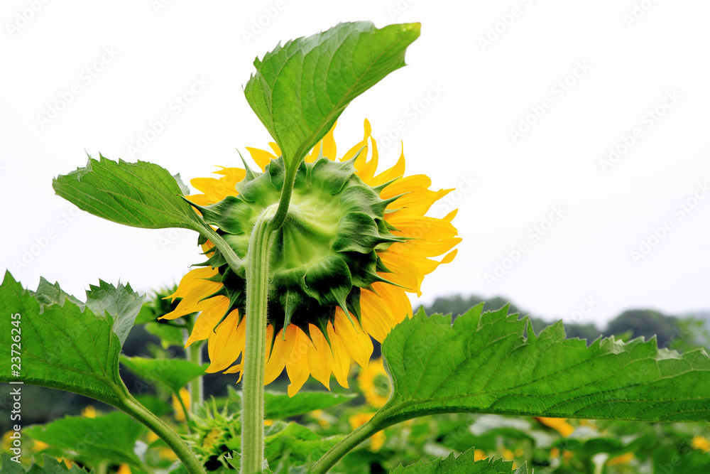 the closeup of Beautiful yellow Sunflower petals