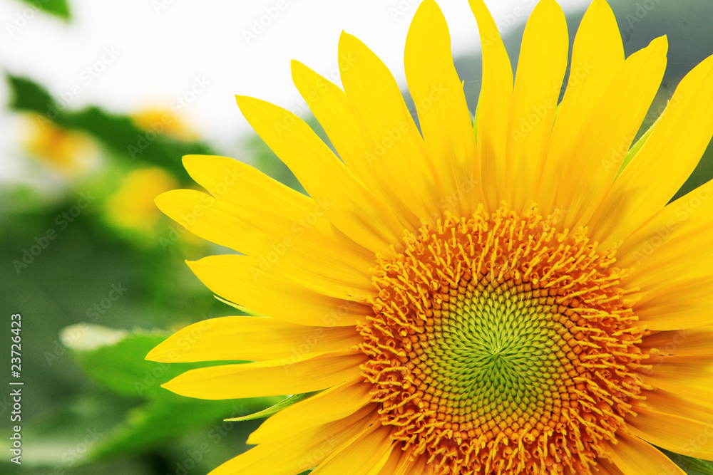 the closeup of Beautiful yellow Sunflower petals