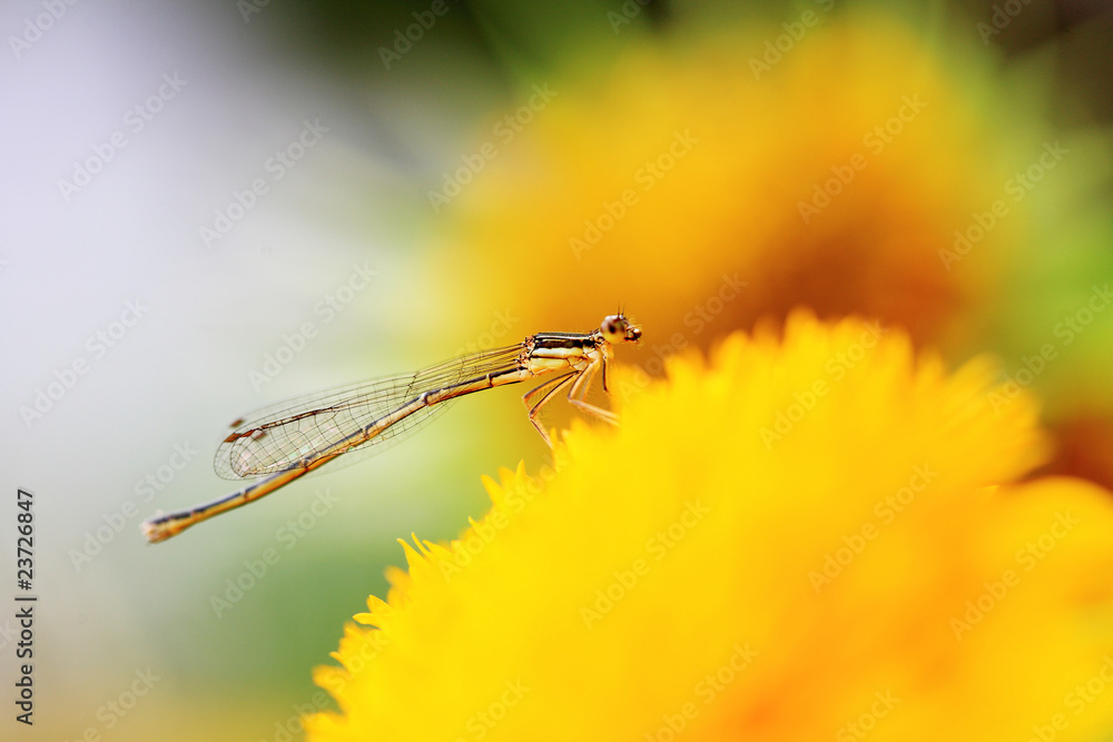 close-up shot of a  damselfly on yellow Chrysanthemum flower