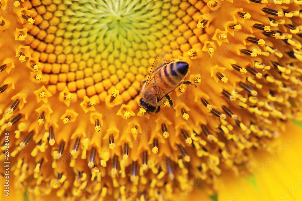 the closeup of a bee in the sunflower nectar collected