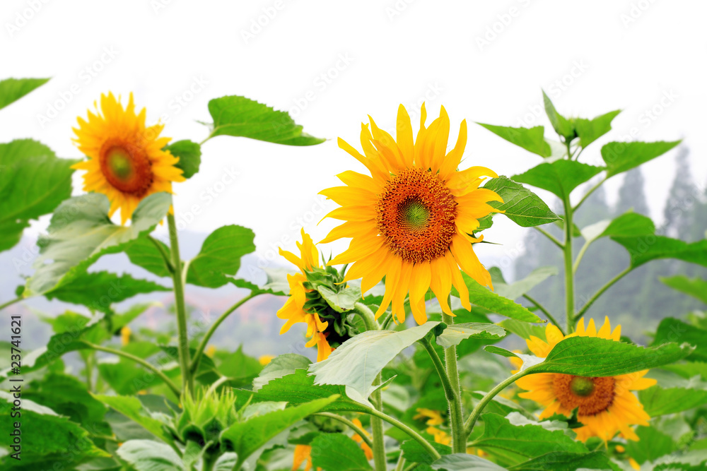 the closeup of Beautiful yellow Sunflower petals