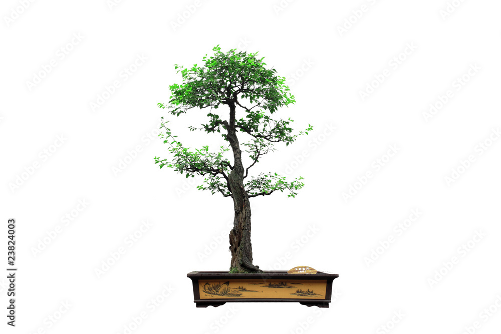 Chinese green bonsai tree Isolated on white background.