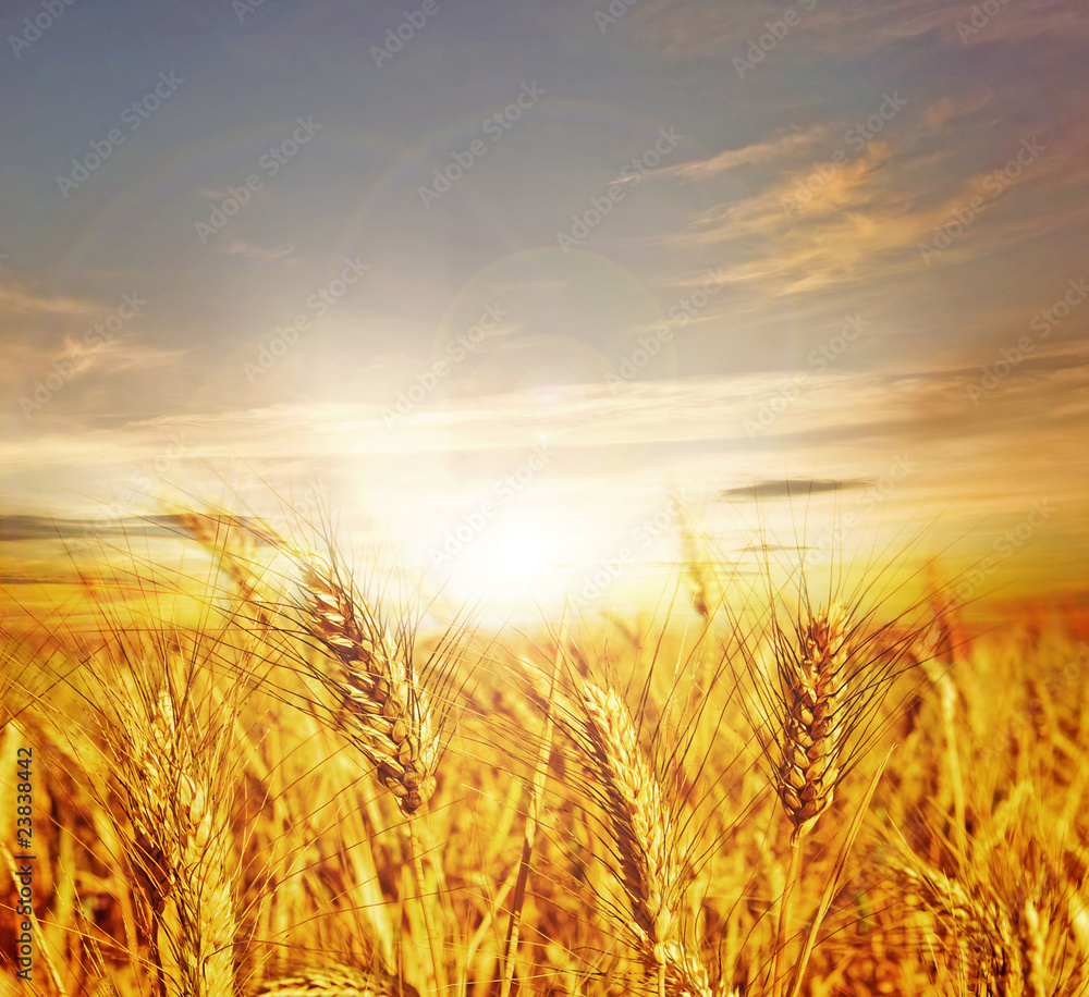 Beautiful Wheat.Sunset