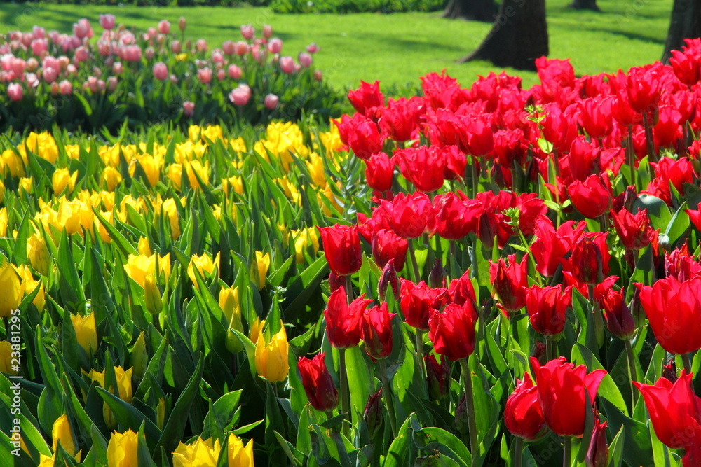 meadow of red and yellow tulips