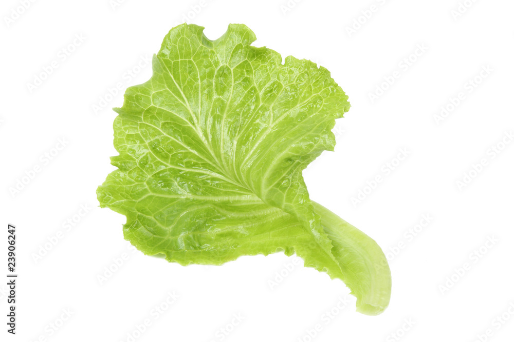 lettuce leaf