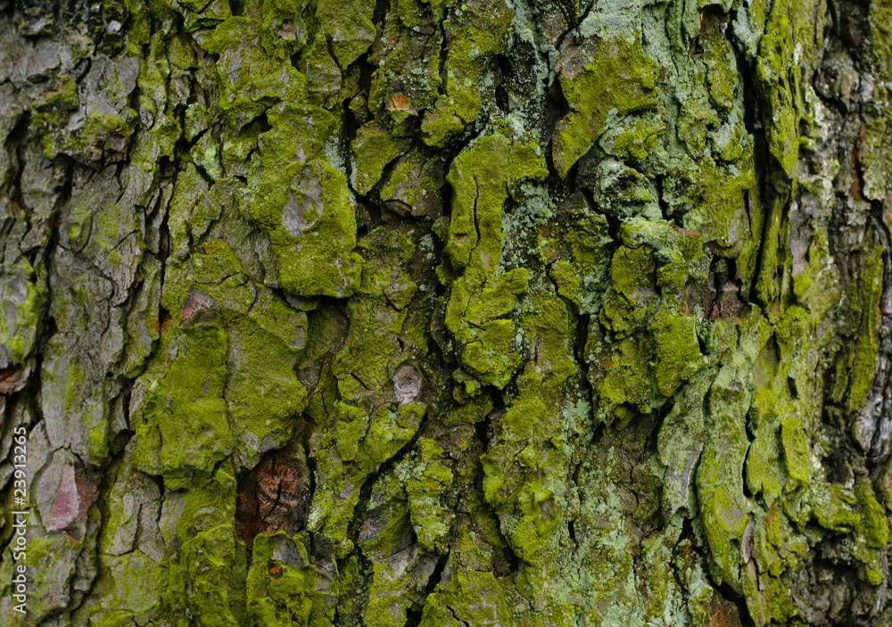 Tree bark