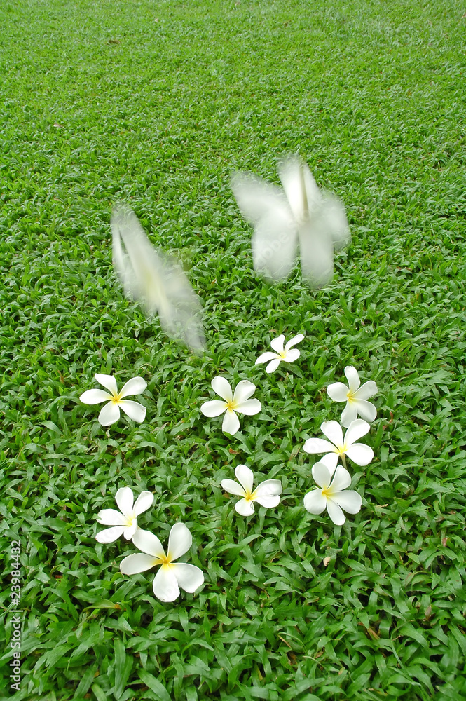 white flower on grass