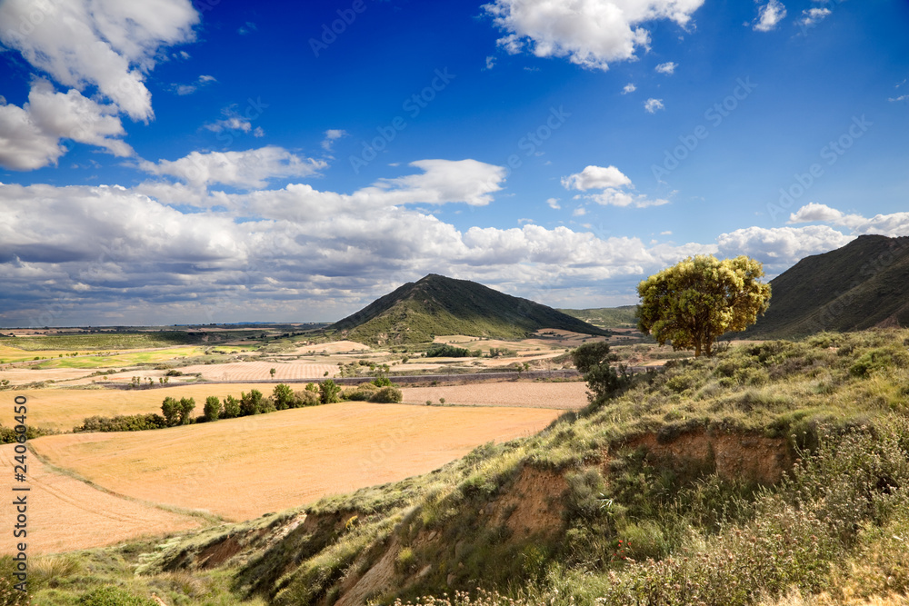 paisaje con arbol