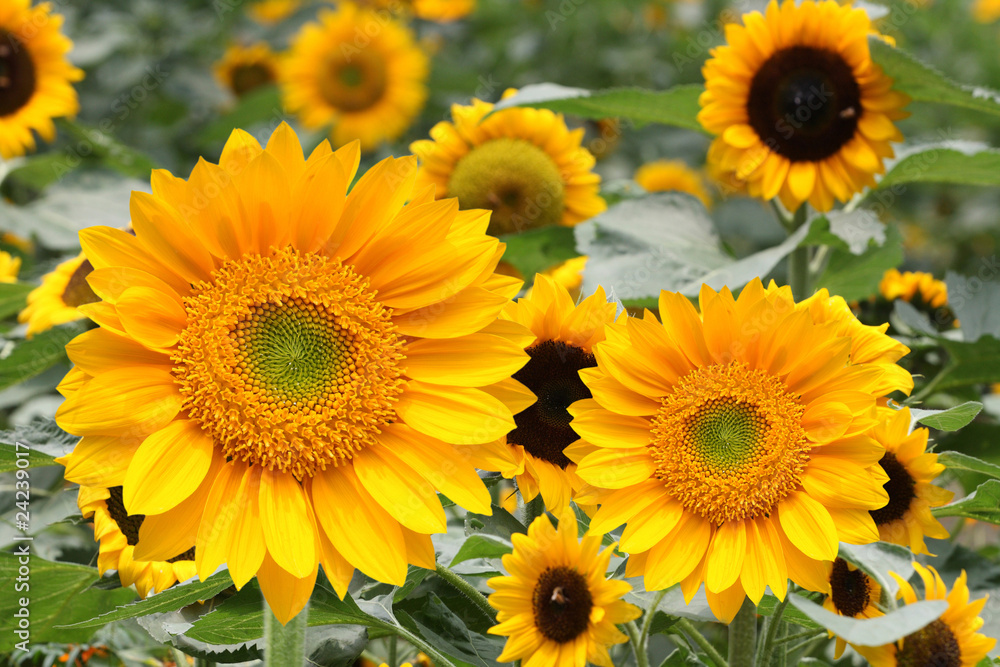 sunflower in the field