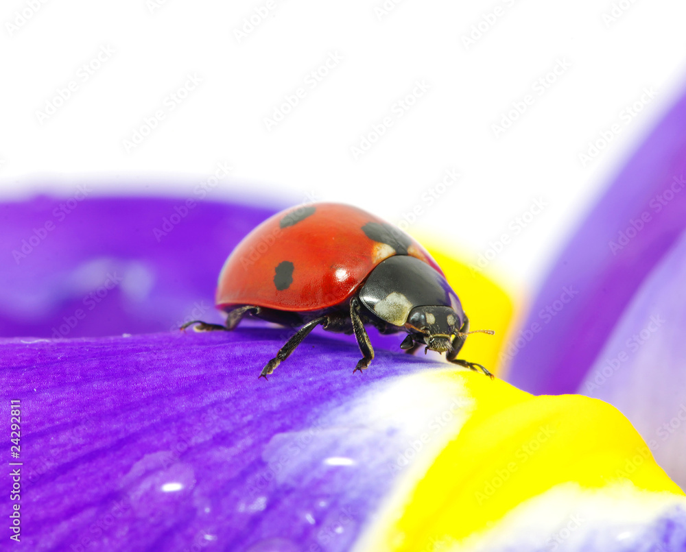 ladybug