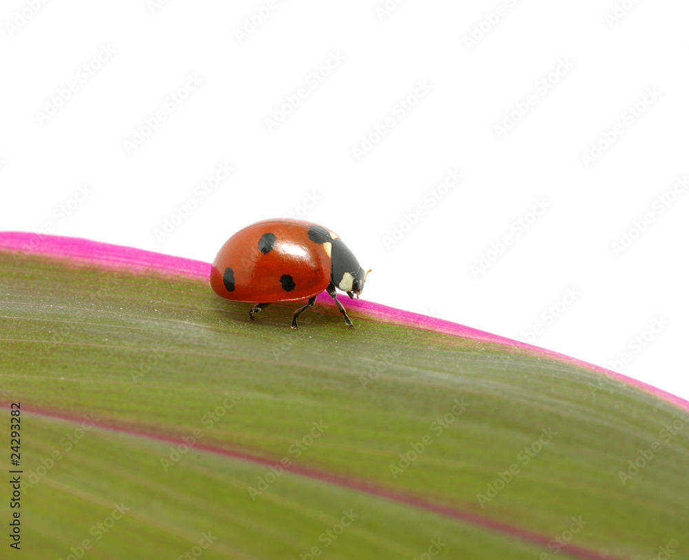 ladybird