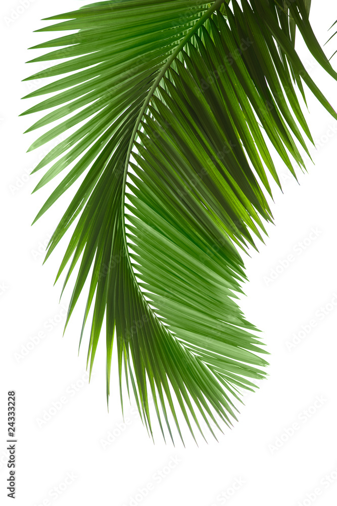 Green palm tree