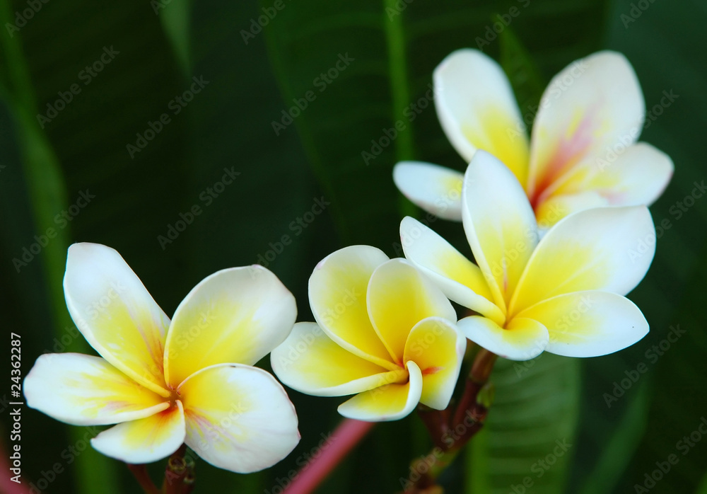 plumeria