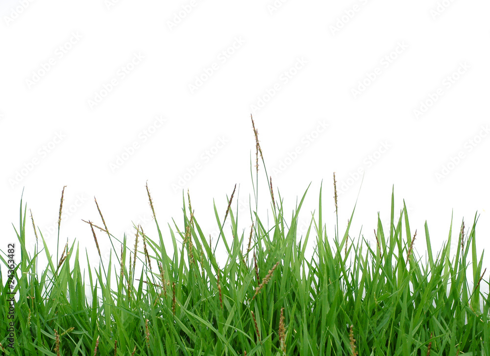 green grass on white background