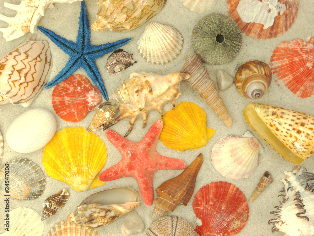 Sea shells background