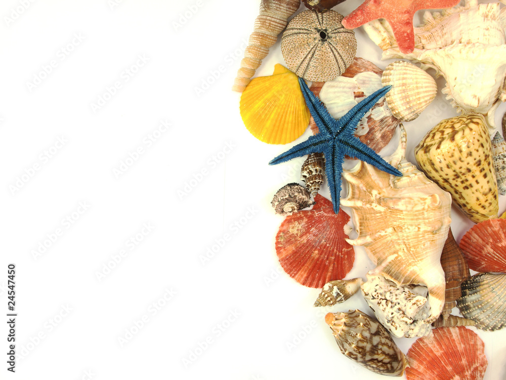 Sea shells background