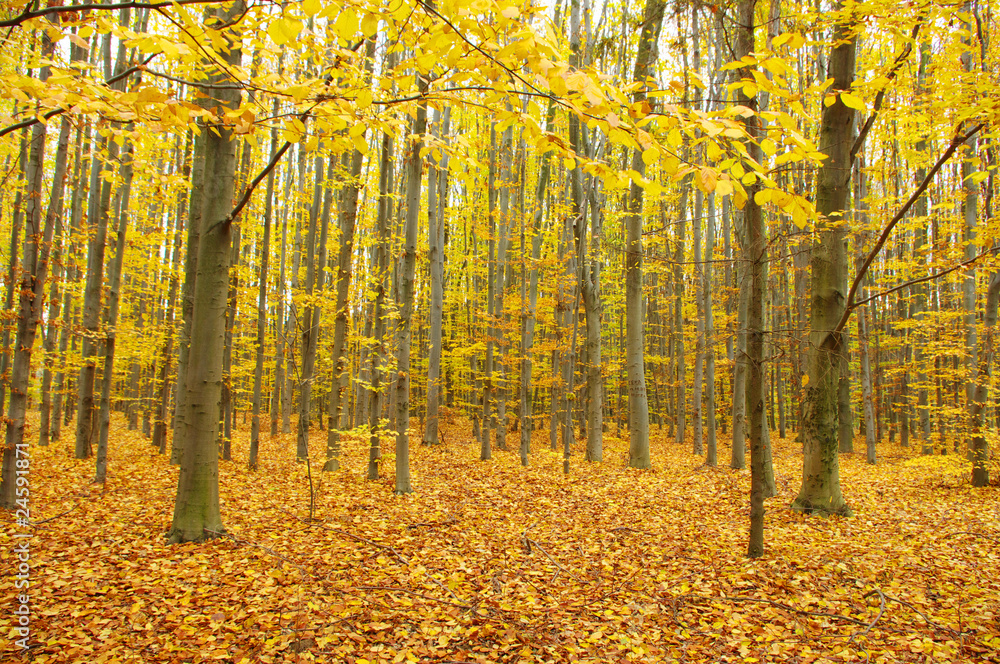 autumn forest