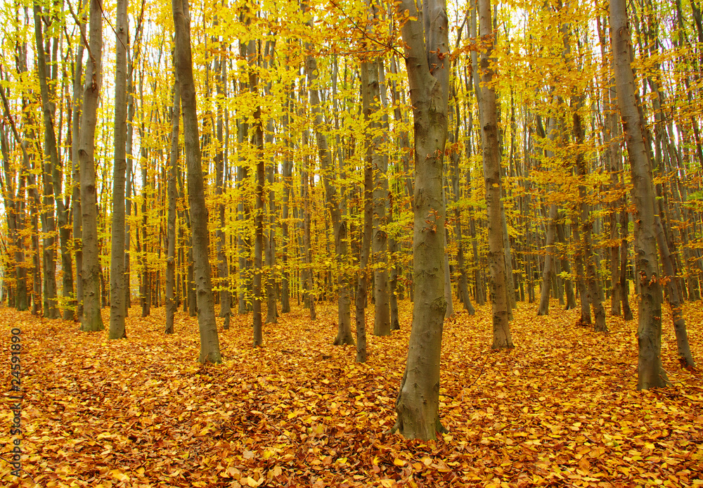 autumn  forest