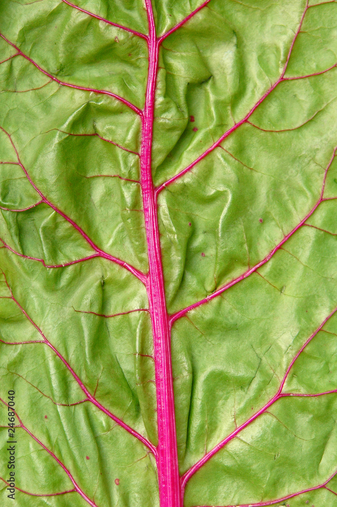 texture of vegetable