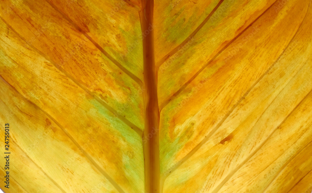 texture of leaf