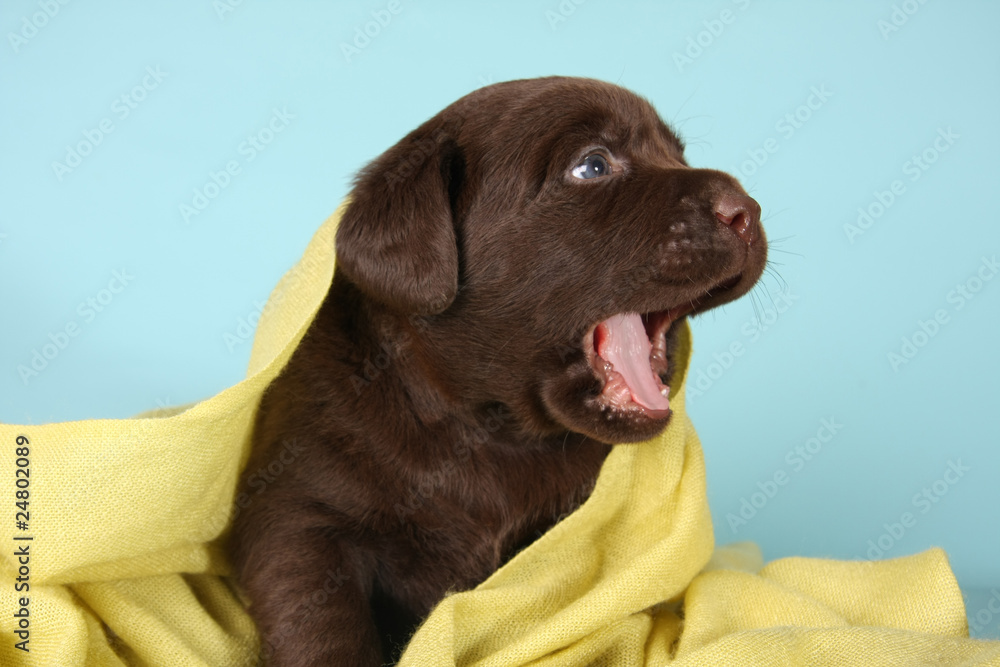 Labrador retriever puppy