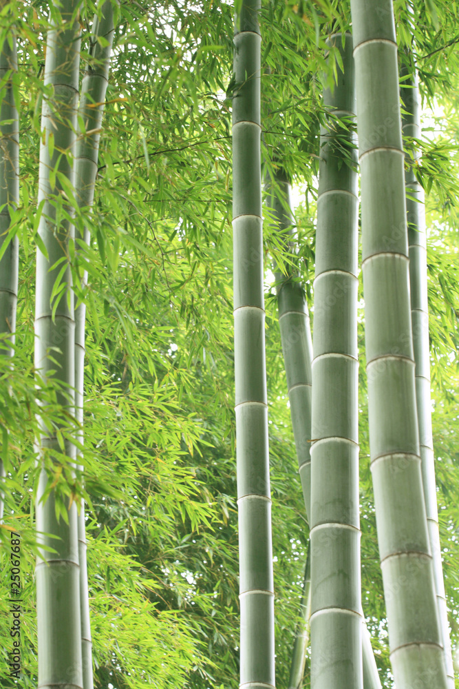 green bamboo forest