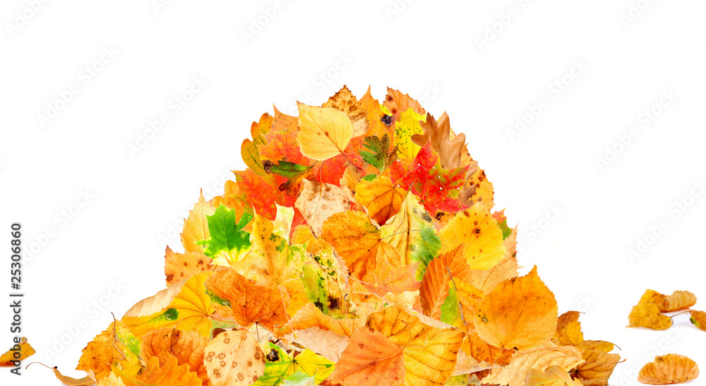 Heap of leaves