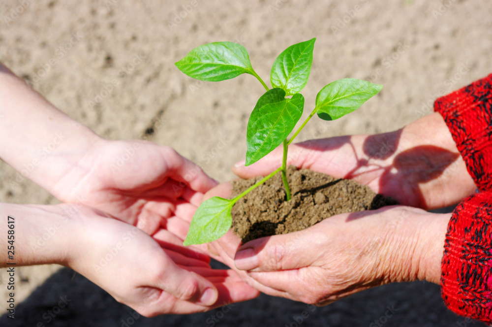 growing green plant