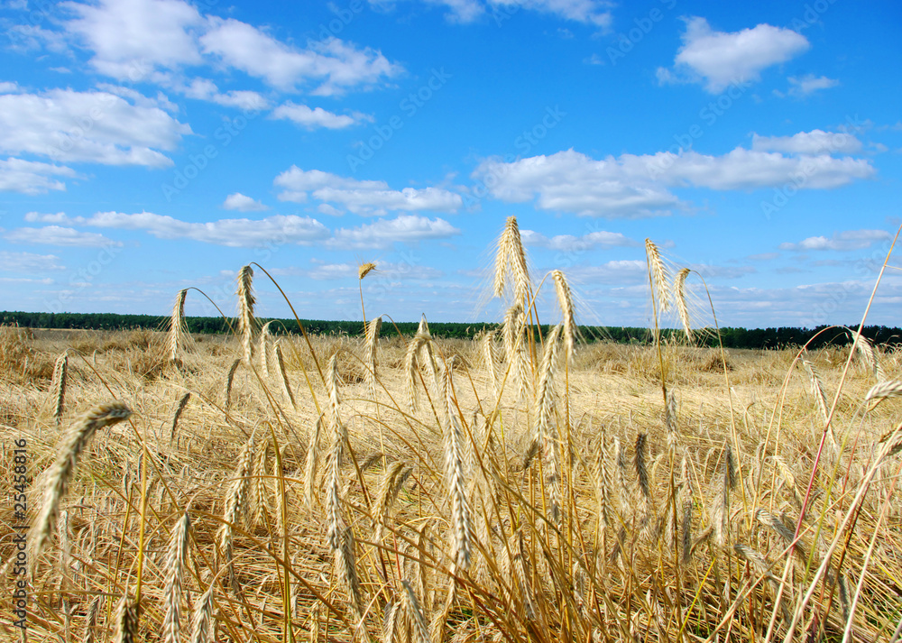 golden wheat