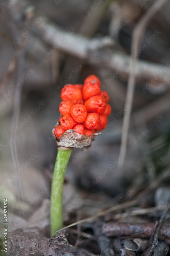 阿鲁姆