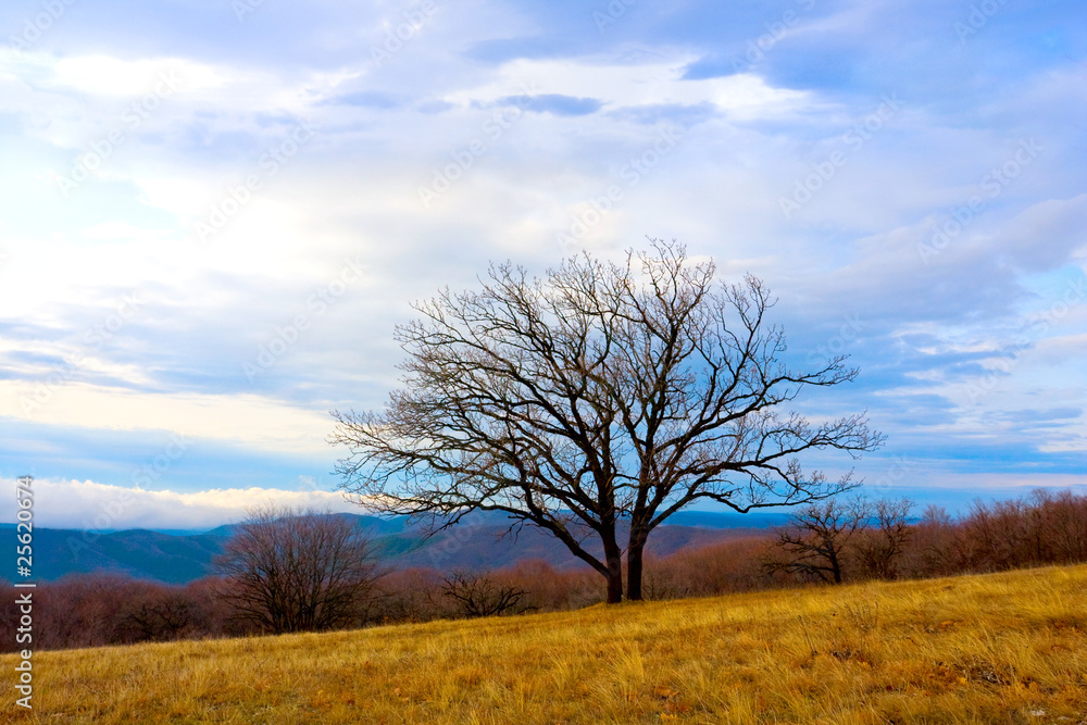 Alone tree in mountain