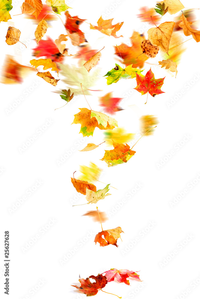 Autumn leaves falling and spinning isolated on white