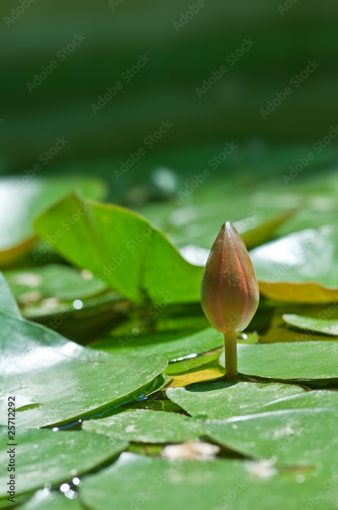 百合花