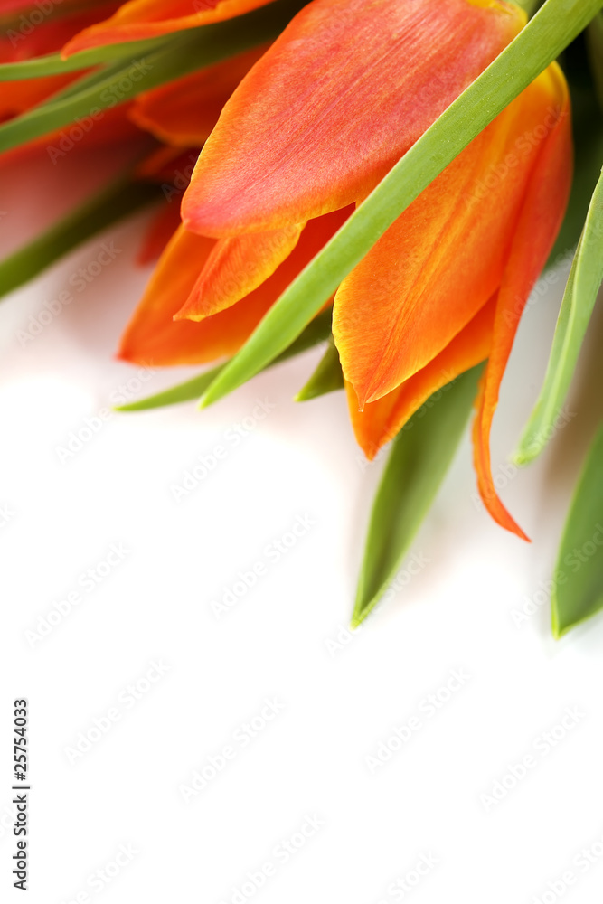 tulips